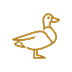 Canard